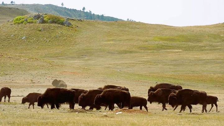 Avistan bisontes en Cuatro Ciénegas después de un siglo sin su presencia