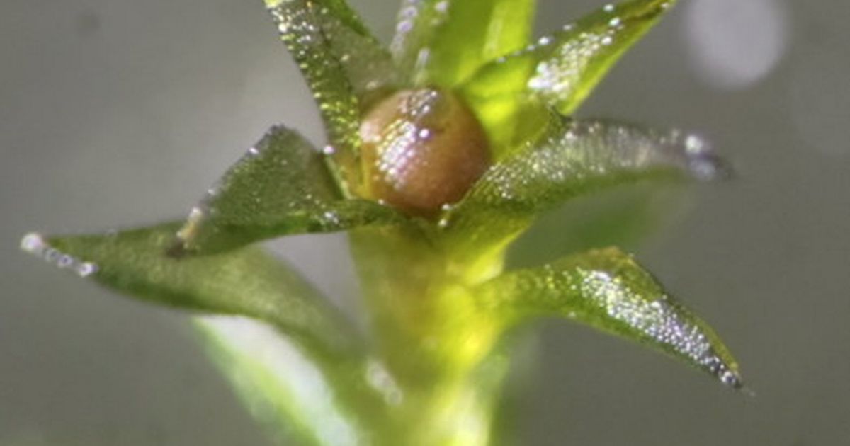 Boffins say we've finally 'found' aliens - and they look like green moss