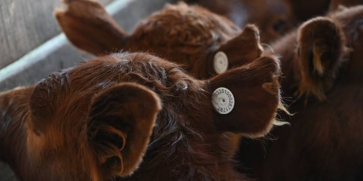 A partir de 2026, regirá en Argentina el nuevo Sistema de Identificación Electrónica de Animales