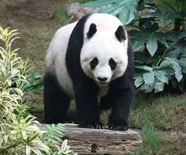 China promises 'new giant pandas' for France as pair flies home