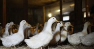 Northeast Indiana can't duck continuing spread of bird flu