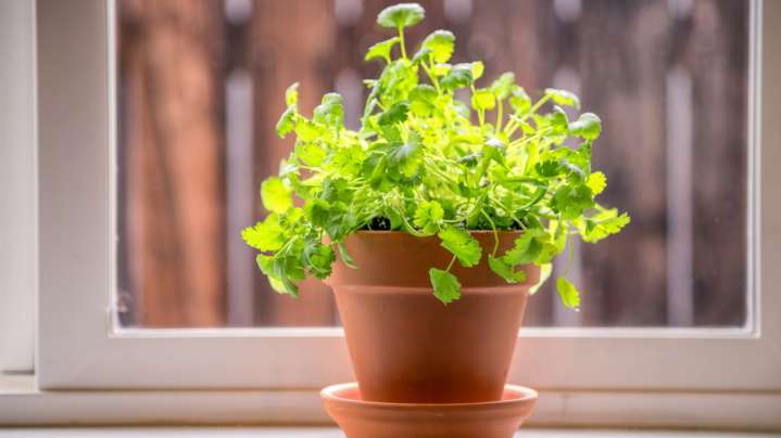 How To Correctly Water Your Cilantro For A Healthier Plant