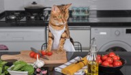 Cat Hair Cuisine! Funniest Office Potluck Tweets, Viral Videos & More (2025 Edition)