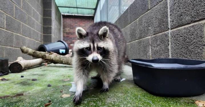 Raccoon caught roaming freely in woman’s yard rescued