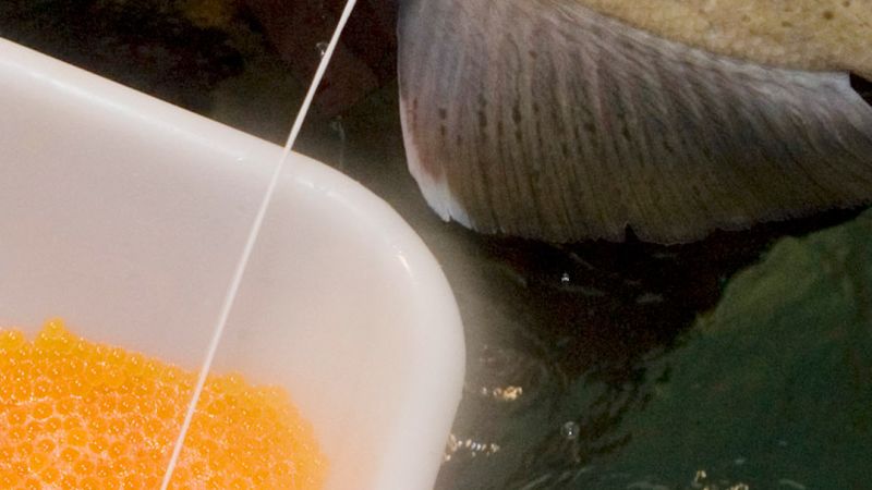 What’s in a salmon sperm facial?