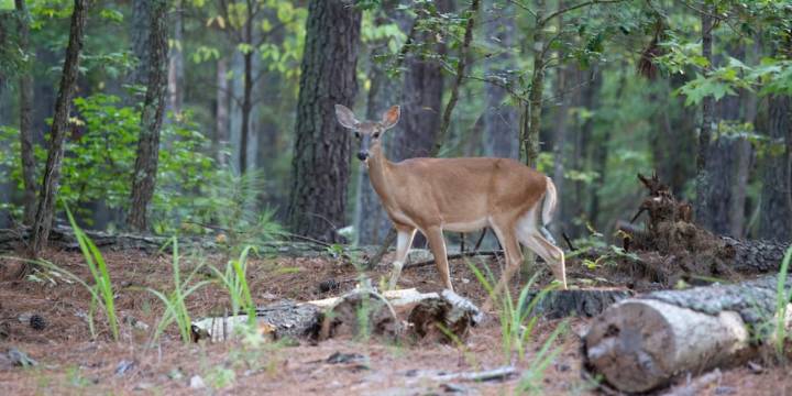 Contagious deer disease suspected in Edgecombe County