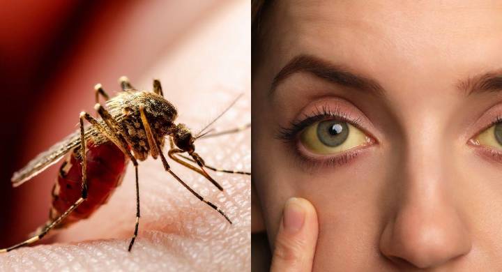 Autoridades advierten que la fiebre amarilla continúa siendo una amenaza: la deforestación y los cambios ambientales serian responsables