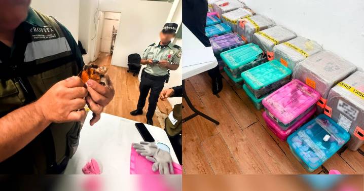 Profepa rescata 774 tortugas en Tijuana escondidas como “cosméticos