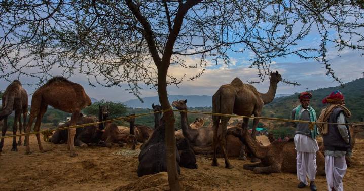 A camel fair in India's desert town of Pushkar draws traders and tourists, in photos