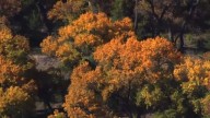 Stunning fall colors captured above the Rio Grande
