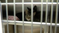 Pierce County woman charged with 11 counts of animal cruelty for hoarding cats in a U