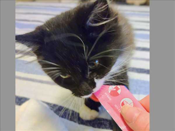 Powell: Hope and happy endings for feline family