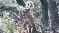 'Emo' deer spotted sporting 'forest-core fashion,' but wildlife experts say he's fine