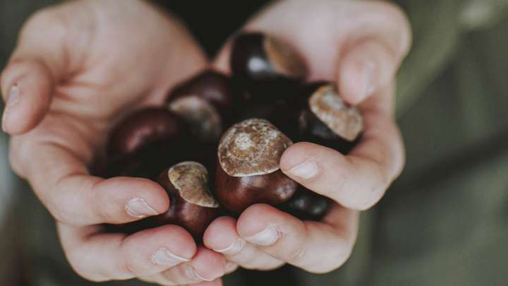 Ni en el frigorífico ni en el congelador: el mejor truco para conservar las castañas en casa y evitar que se pudran