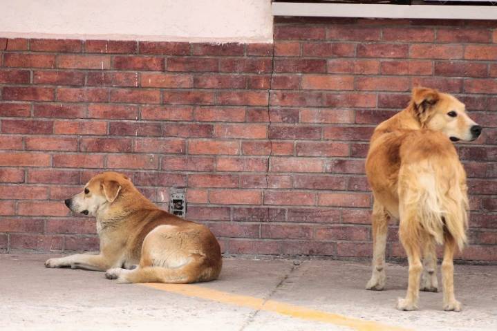 Envenenan a seis perros del refugio Goyito en León; denuncian ataque intencional