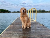 Why we consider pets part of the family: Our Best Life