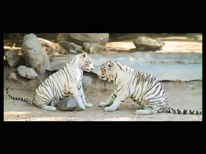 Tiene el Centro Ecológico nuevos habitantes; una pareja de tigres blancos que ya están en exhibición