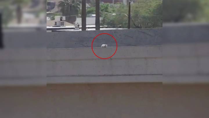 Shock As White Spot On Busy Arizona Highway Turns Out To Be A Fluffball Waiting To Be Saved