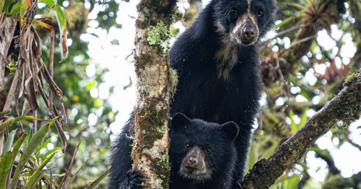 Charalá celebra el Festival del Oso Andino: prográmese este 5 y 6 de diciembre