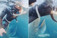 Freediver Narrowly Escapes Being Bitten by Large Humpback Whale in Video