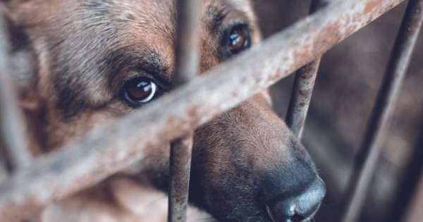 Maltrato animal en B° Divino Niño: una abogada salteña explicó un dato clave para denunciar