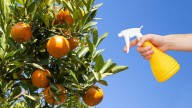 El fertilizante casero que es oro puro para que el árbol de naranja crezca fuerte y lleno de frutos