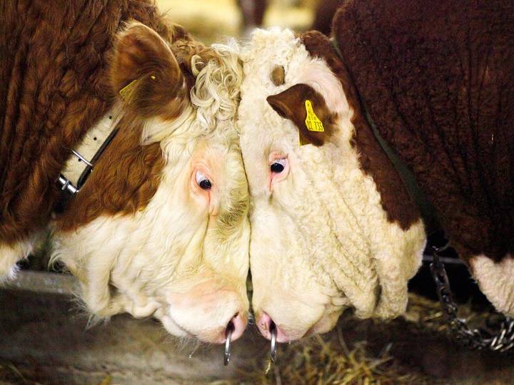 Bubble or bull market? FP video looks at what's ahead