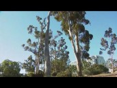 Storm in San Diego increases the chances of tree branches falling, safety concerns