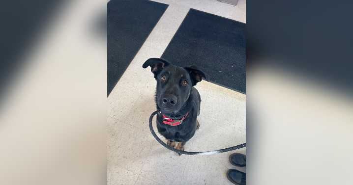 Adorable Adoptables: Cowboy, Pheonix, Cooper