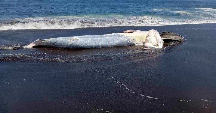 Ballena muerta vara en playa de San Pedro de la Paz: Sernapesca coordina retiro por avanzado estado de descomposición