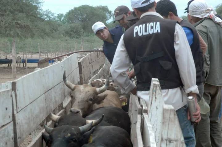 El colmo: le robaron 22 vacas y 30 terneros desde su propio campo