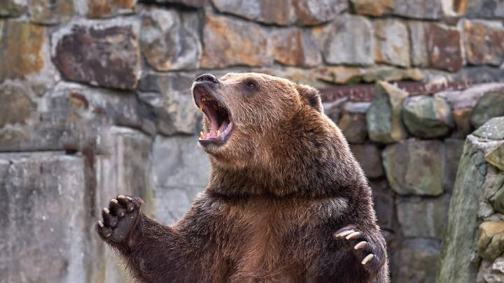 Grizzly Bear Attacks Students And Teachers Leaving 2 In Critical Condition