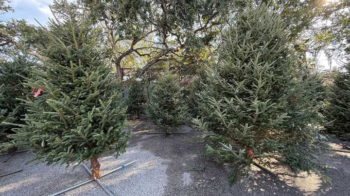 Real vs artificial Christmas tree prices in 2025