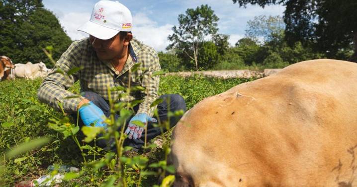 Reporta Yucatán control del gusano barrenador con 90% y sin sacrificio