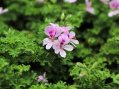 Para qué sirve la citronela, cómo saber cuál tipo es mejor como repelente y qué recomiendan para cuidarla