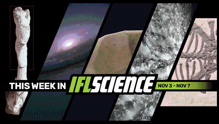 We May Finally Have A Way To Tell Female Dinosaurs From Males, World's Largest Spider Web Is Big Enough To Catch A Whale, And Much More This Week