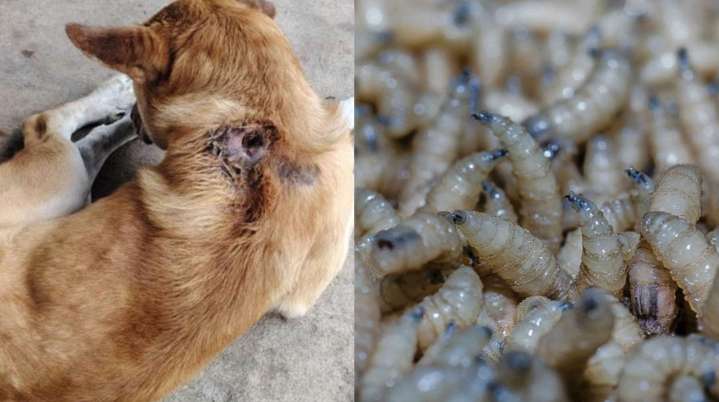 La plaga invisible: Gusano barrenador devora el Sur de México y amenaza a millones de perros olvidados