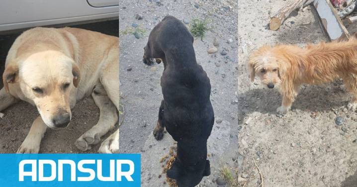 16:25 Comodoro: piden ayuda para 12 animales que necesitan ser castrados y desparasitados