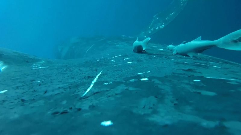 Imágenes inéditas muestran a peces rémora surfeando sobre ballenas en el viaje más espectacular del océano