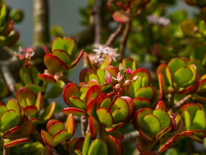 Para qué sirve poner una cinta roja en el árbol de jade y por qué recomiendan hacerlo
