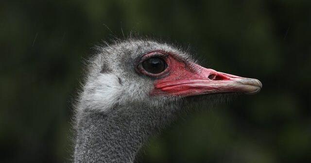 CFIA manual describes sitting on ostriches to inject lethal drug as cull ruling nears