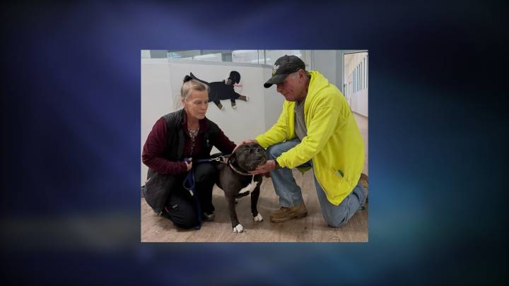 'A little bittersweet': Dog with RISPCA for two-and