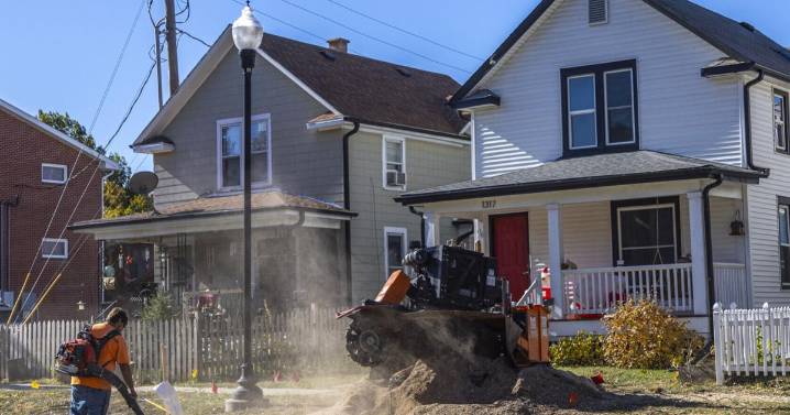 As city axes 29 trees along Goodhue Boulevard, neighbors ask: 'Did they all have to go?'