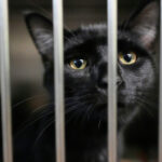 Families on SNAP worry about not just feeding themselves but also their pets