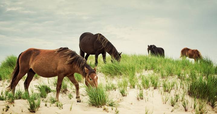 Would-be royal assassin tortured for days with hot oil then ripped apart by horses