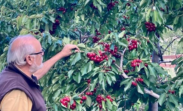 “Fue durísimo, el viento nos tiró muchísima fruta”, dijo Óscar Colman, productor de cereza