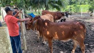 Productores de Kantunilkín impulsan biofábrica y rancho escuela para fortalecer la ganadería orgánica