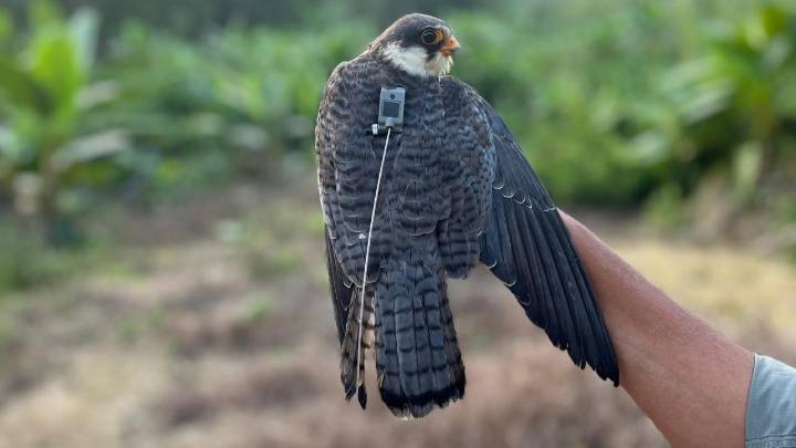 Satellite-tagged falcons from Manipur fly across Maharashtra, head to Africa