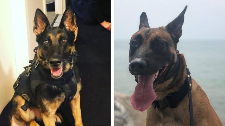 Dowagiac police mourn loss of two K9s
