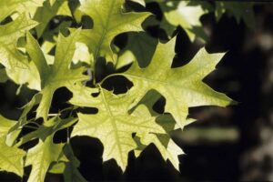 Stop the yellow: When and how to apply iron for greener lawns, trees, and gardens